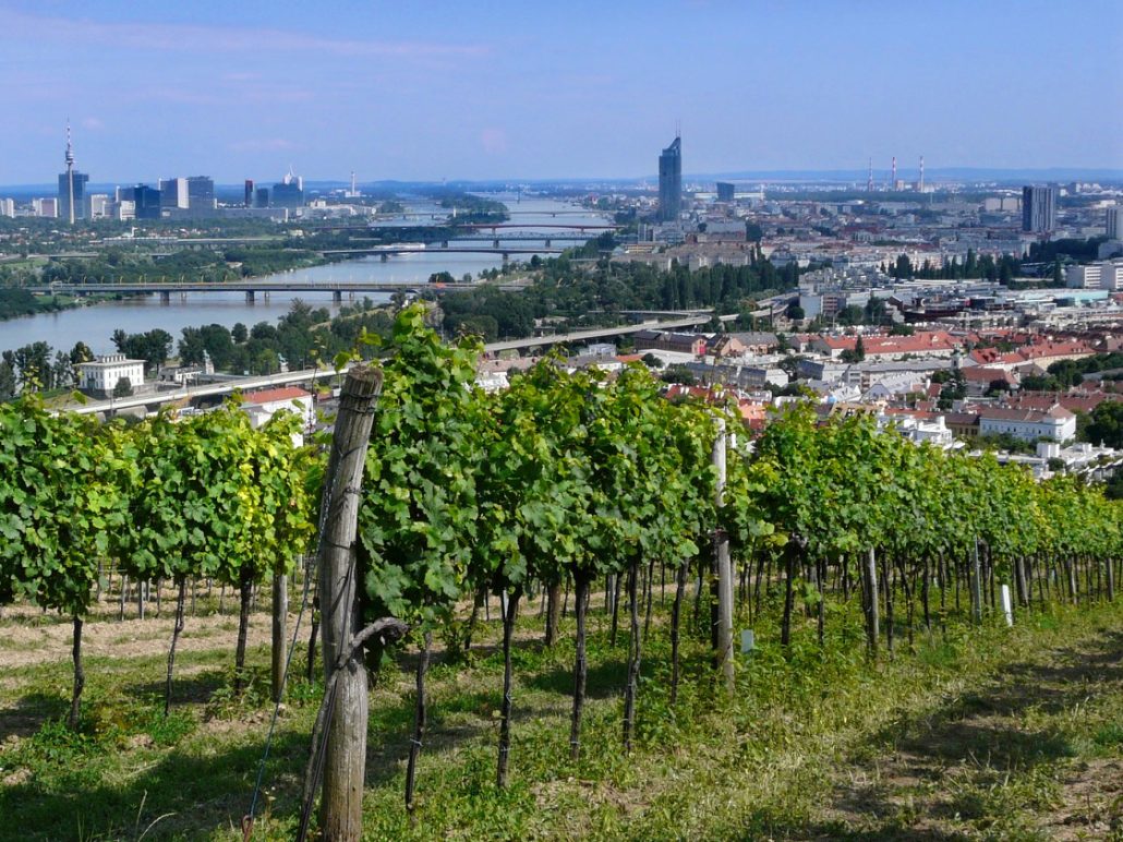 vineyard tour vienna